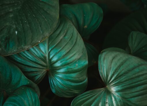 Photo Tropical plant